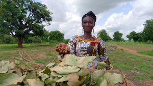 This Southern Burkina Faso farmer holds a handful of shea nuts, an orphan crop in Africa. (Catharine Watson/World Agroforestry Centre)