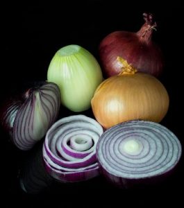 Allium cepa