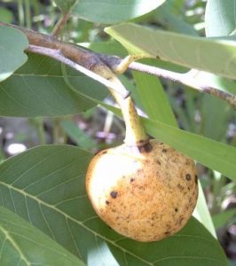 Annona senegalensis