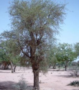 Balanites aegyptiaca