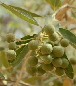 Boscia senagalensis