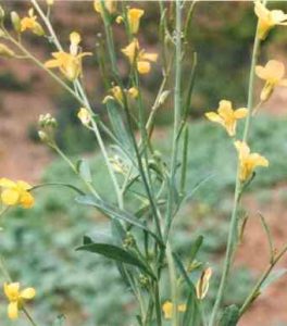 Brassica carinata