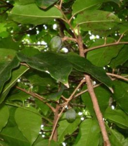 Canarium madagascariense