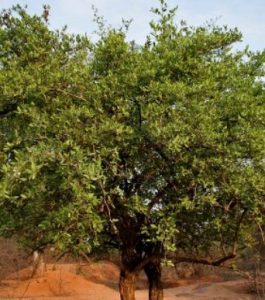 Carissa spinarum