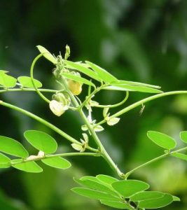 Cassia obtusifolia