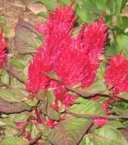 Celosia argentea