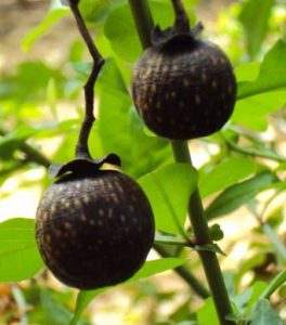 Chocolate berries