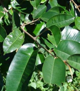 Chrysophyllum