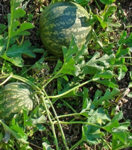 Citrullus lanatus