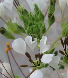 Cleome gynandra