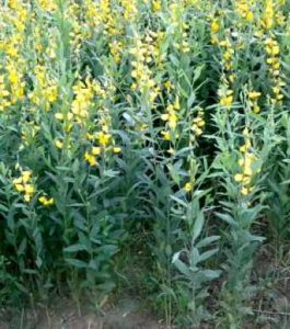 Crotalaria juncea