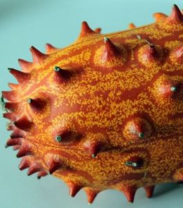 Cucumis metuliferus