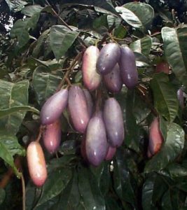 Dacryodes edulis