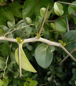 Dovyalis caffra