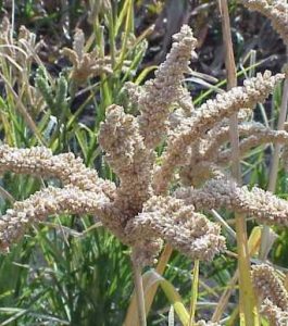 Eleusine coracana