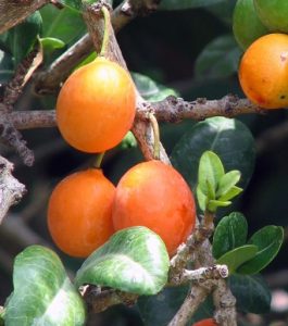 Garcinia livingstonei