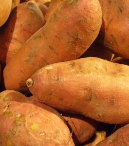 Ipomoea batatas