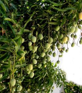 Mangifera indica