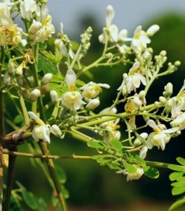 Moringa oleifera