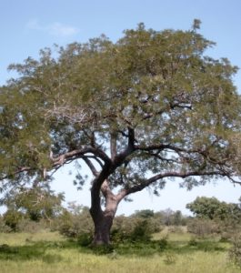 Parkia biglobosa