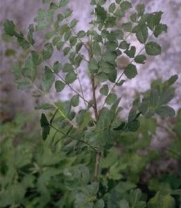 Sclerocarya birrea