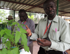 Tasked to identify orphan crops for DRC by the national agricultural research body, Dr Dowiya takes a leaf sample from a bean plant in an exercise at the African Plant Breeding Academy at ICRAF
