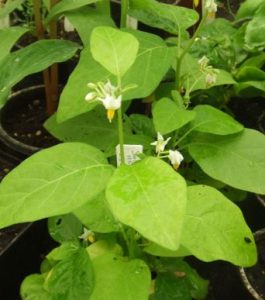 Solanum aethiopicum