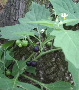 Solanum nigrum