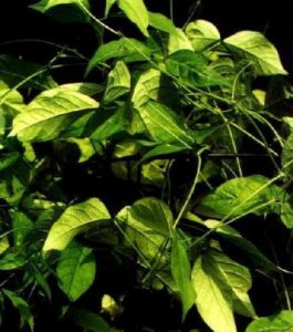 Sphenostylis stenocarpa