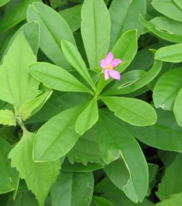 Talinum fruticosum
