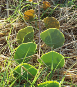 Tylosema  esculentum