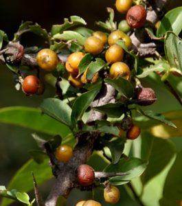 Vangueria  madagascariensis