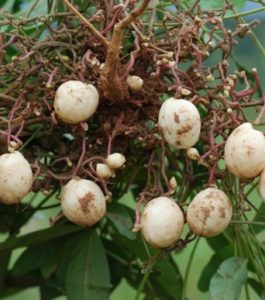 Vigna subterranea