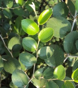 Ziziphus mauritiana