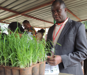 Dr Achigan-Dako during a leaf sampling exercise for marker-assisted selection at the African Plant Breeding Academy training in Nairobi. Photo by C Watson/ICRAF