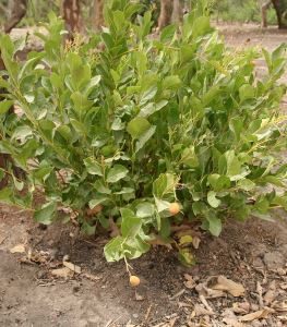 1280px-icacina_senegalensis_ms_4743