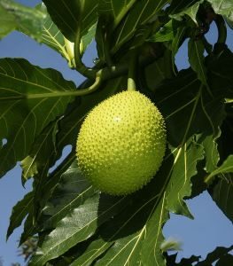 800px-artocarpus_altilis_fruit