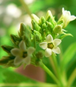 apocynum_cannabinum_5