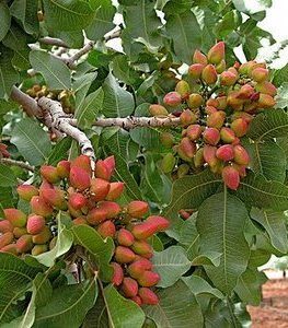 pistacia-vera-slika-10695534